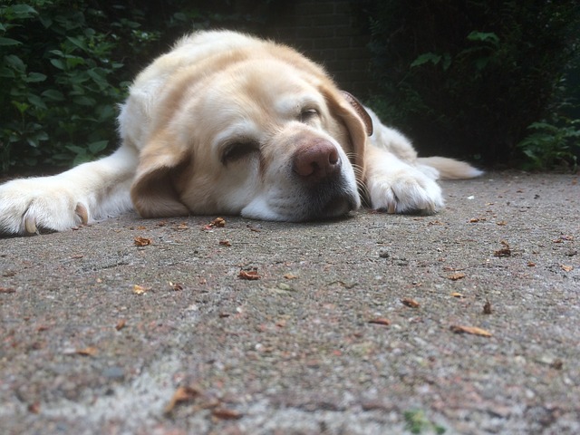 labrador